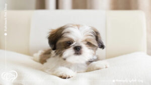 سگ شیتزو برای آپارتمان مناسب است؟ شرایط نگهداری از سگ نژاد شیتزو