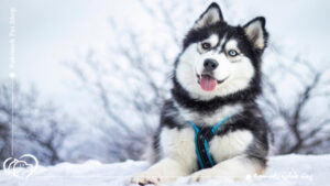 انواع سگ هاسکی | تغذیه و نگهداری از نژاد هاسکی