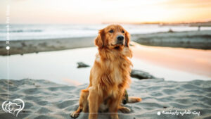 آیا سگ گلدن رتریور برای خانواده مناسب است؟