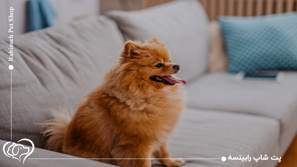 سگ پامرانین