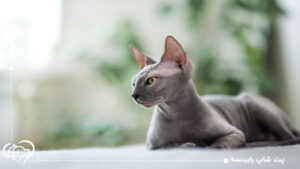 مراقبت و نگهداری از گربه اسفینکس + تغذیه مناسب این نژاد