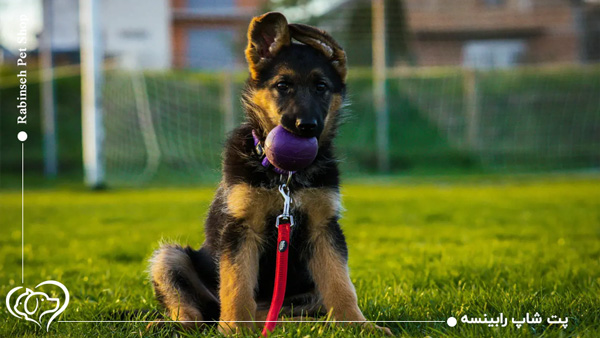 سگ نژاد ژرمن