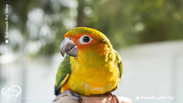 طول عمر طوطی برزیلی