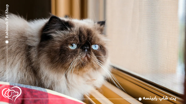 گربه نژاد هیمالین