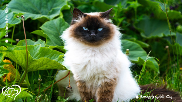 گربه هیمالین