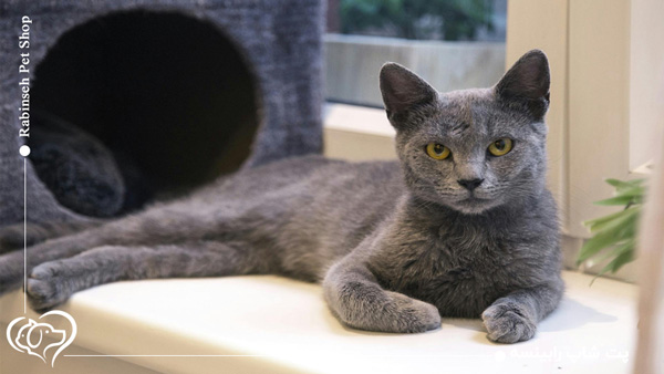 گربه راشن بلو