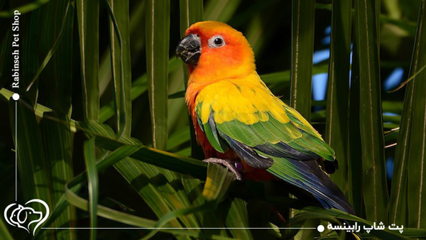 طوطی برزیلی