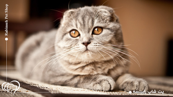 گربه اسکاتیش