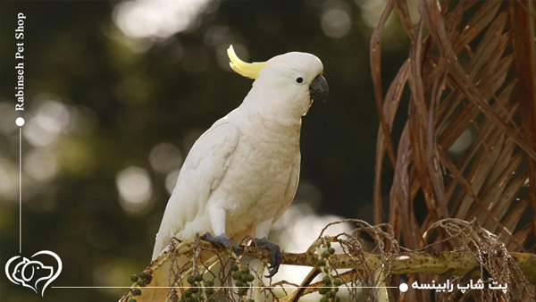 خرید طوطی کاکادو