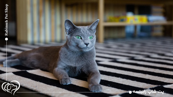 گربه نژاد راشن بلو