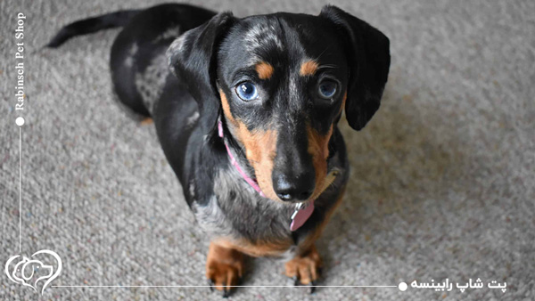 سگ نزاد داشهوند