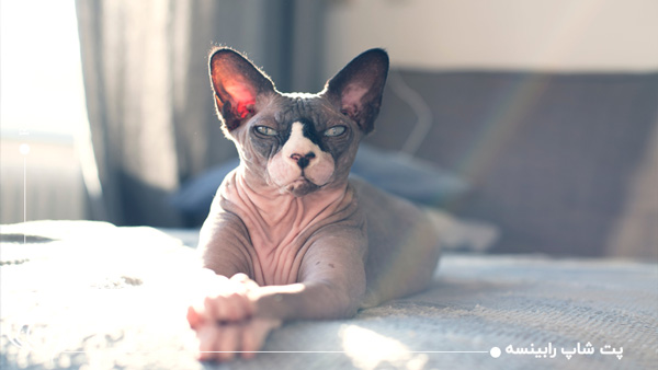 گربه اسفینکس