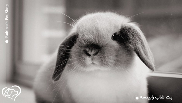 خرگوش لوپ هلندی