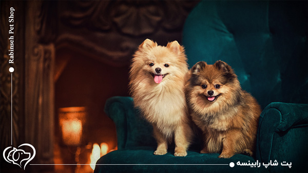 سگ پامرانین