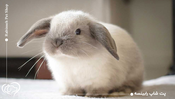 خرگوش نژاد لوپ