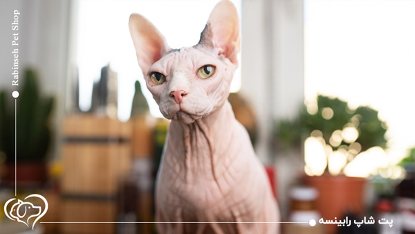 گربه اسفینکس
