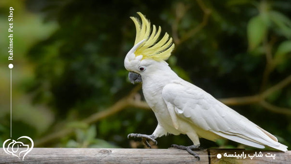 کاکادو سخنگو