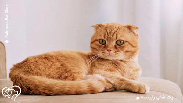 گربه اسکاتیش فولد