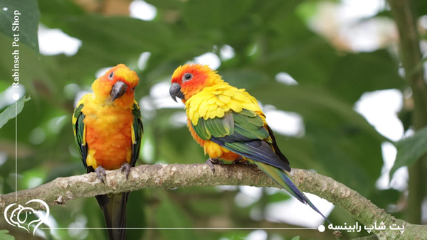 طوطی برزیلی