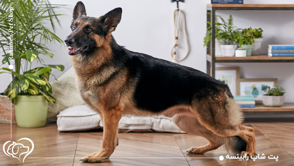 سگ ژرمن شپرد