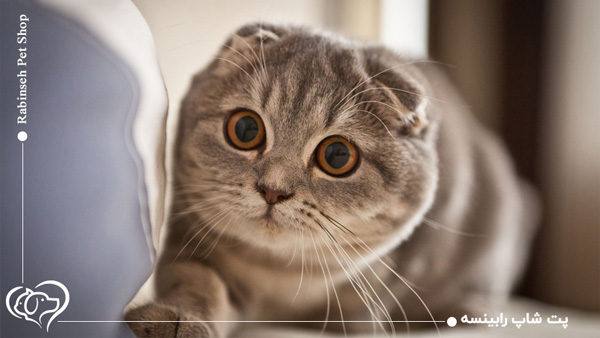 نژاد اسکاتیش فولد