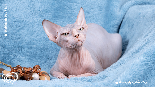 گربه اسفینکس