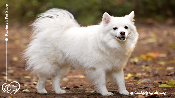 سگ نژاد اشپیتز