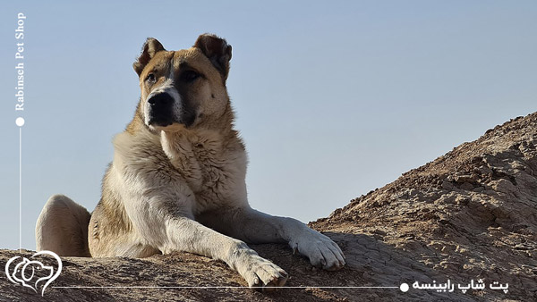 سگ سرابی اصیل