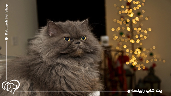 نگهداری از گربه پرشین