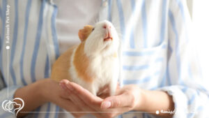 خوکچه هندی چیست؟ ویژگی و نکات مهم مراقبت از آن