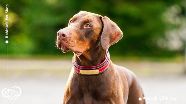 سگ نژاد دوبرمن