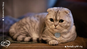 راهنمای نگهداری از گربه مانچکین + ظاهر خاص، رفتار اجتماعی