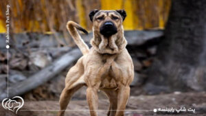 معرفی کامل سگ سرابی | سگ سرابی اصیل