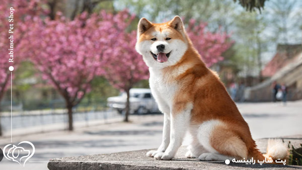 سگ آکیتا