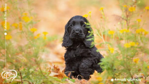 سگ کوکر اسپانیل بهترین انتخاب برای خانواده