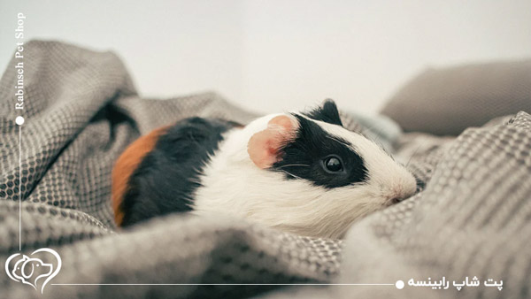 خوکچه هندی موبلند