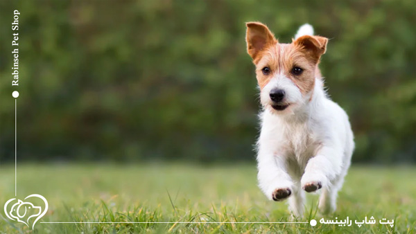 سگ شیتزو تریر