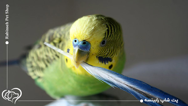 شستن قفس پرنده