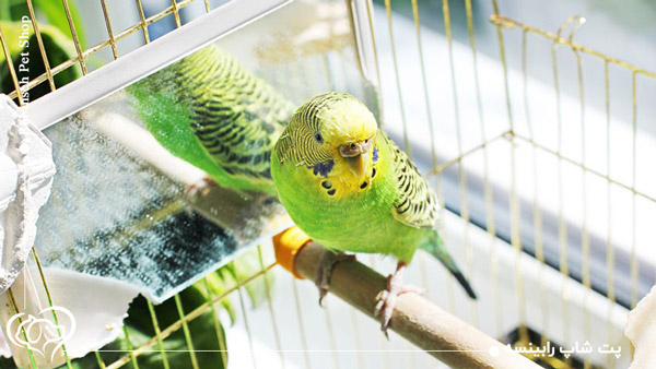 شستن قفس پرنده