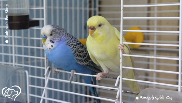 تمیز کردن قفس پرنده