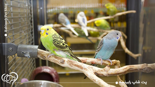 تمیز کردن قفس پرنده