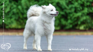 معرفی سگ اسکیمو + شرایط نگهداری ازین نژاد محبوب