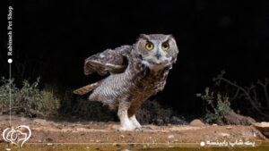 معرفی انواع گونه های جغد + ویژگی های رفتاری جغد ها