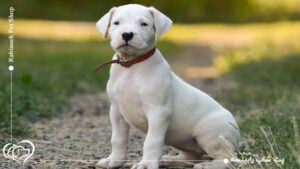 معرفی کامل سگ دوگو آرژانتینو | شرایط نگهداری از سگ آرژانتینو