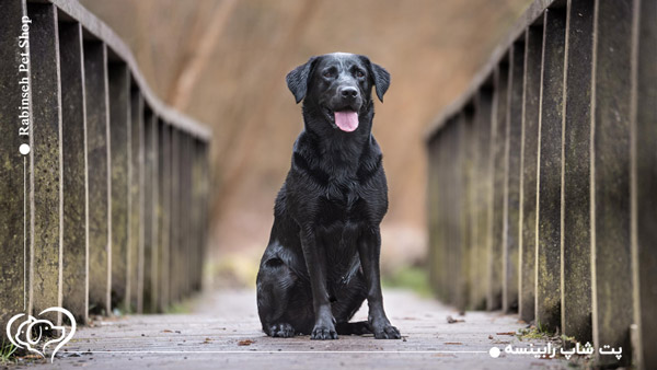 سگ لابرادور