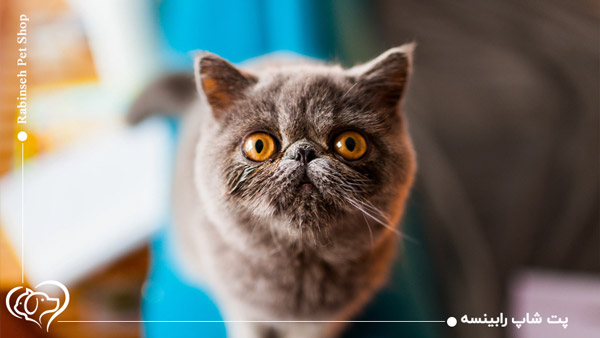 گربه اگزاتیک شورت هیر