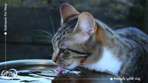 اهمیت آب آشامیدنی سالم برای پت و ۶ نکته طلایی در این زمینه