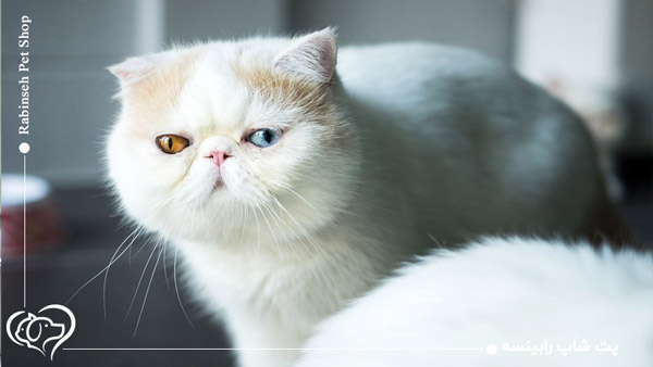 گربه اگزاتیک شورت هیر
