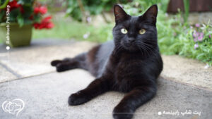 گربه بمبئی چه ویژگی هایی دارد؟