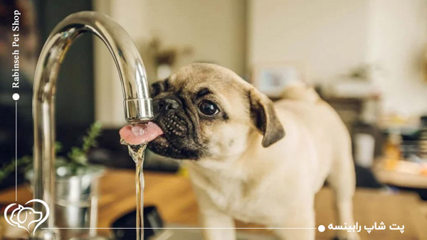 آب آشامیدنی سالم برای پت